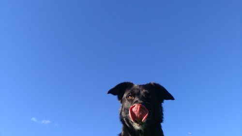 Black dog against clear blue sky