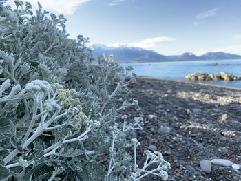 Close-up of plants by sea against sky