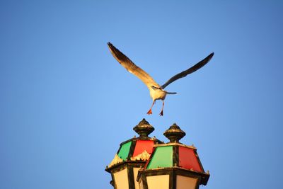 Low angle view of seagull flying