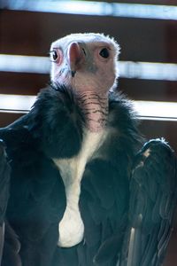 Close-up of condor in zoo