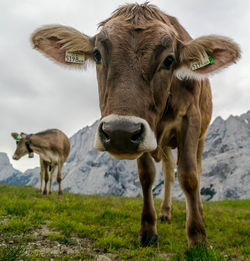 Sheep grazing on grassy field