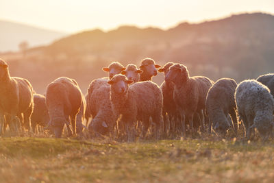 View of sheep on field