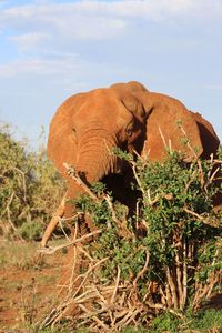 Elephant on landscape against sky