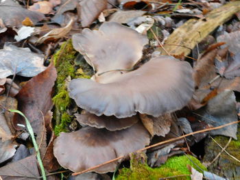 Close-up of leaves