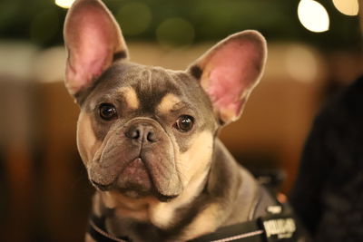 Close-up portrait of a dog