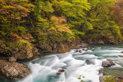 Scenic view of waterfall in forest