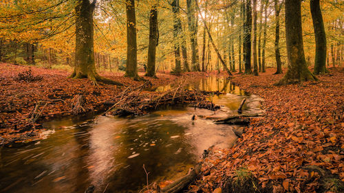 Trees in forest during autumn