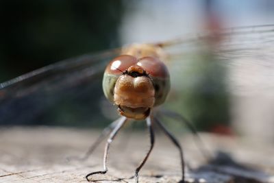 Close-up of dragonfly on plant