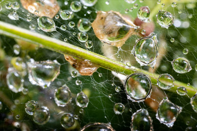 Close-up of raindrops on spider web