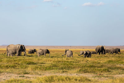 Elephants on field against clear sky