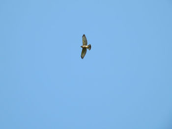 Low angle view of bird flying in sky