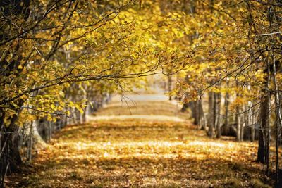 Trees in park