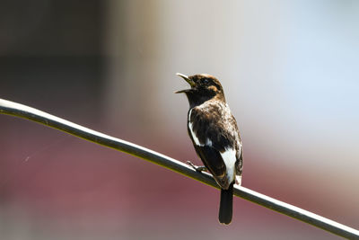 Close-up of bird perching on railing