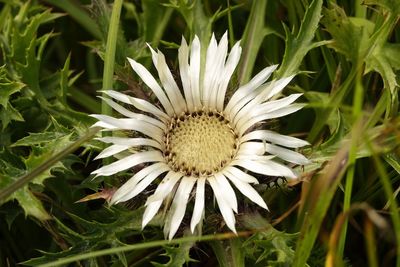 Close-up of white flowering plant on field