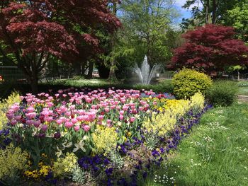 Pink flowers blooming in park