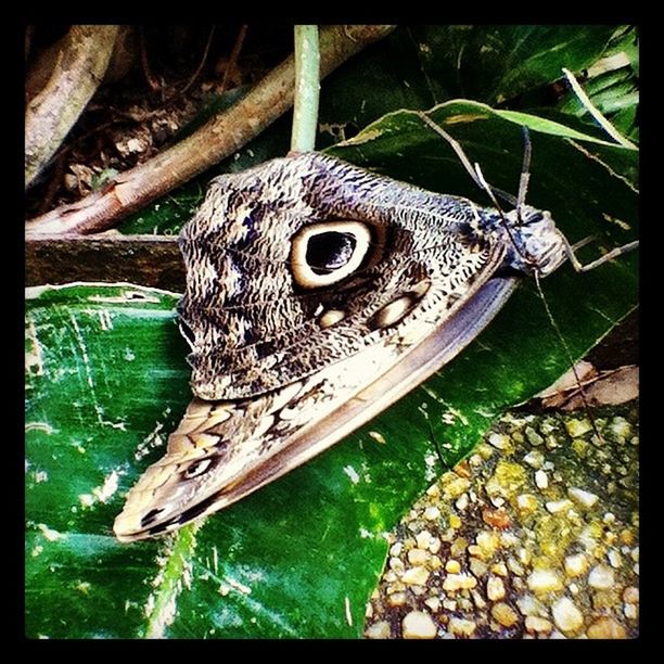 Magic Wings Butterfly House