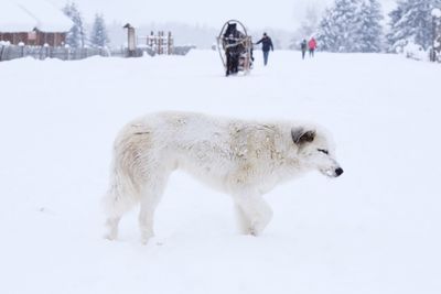 Snow covered landscape