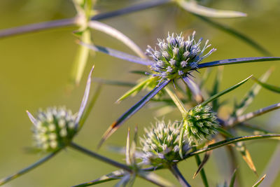 Close-up of purple flowering plant