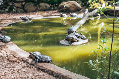 High angle view of duck swimming in lake