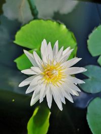 Close-up of lotus water lily in lake