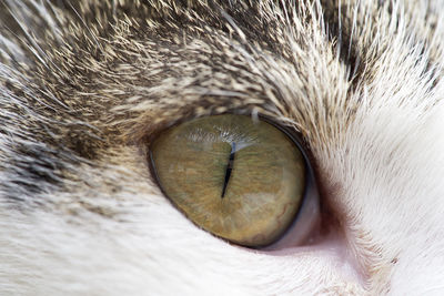 Close-up of cat eye