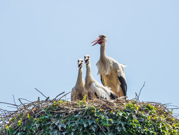 Low angle view of birds perching on tree against clear sky