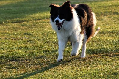 Full length of a dog on field