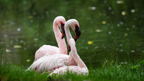 Rosa flamingos 