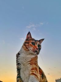 Low angle view of cat looking away against sky