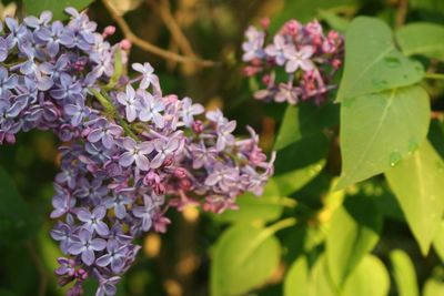 Close-up of purple flowers blooming outdoors