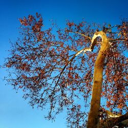 Low angle view of trees against clear blue sky