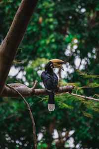 Low angle view of bird perching on branch