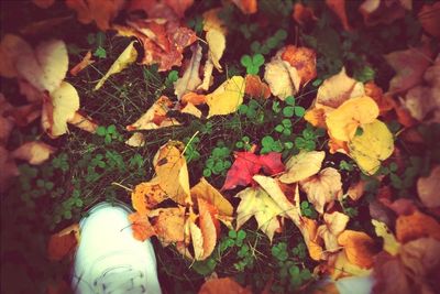 Close-up of maple leaves on ground