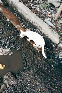 High angle view of a cat