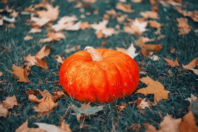 High angle view of pumpkins on field