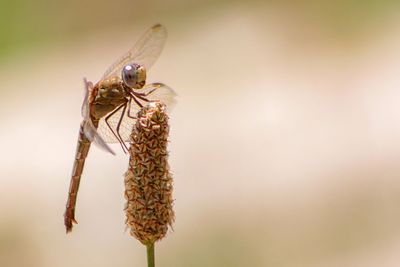 Close-up of bee pollinating flower