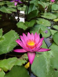 Close-up of lotus water lily in lake