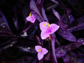 Close-up of water drops on purple flower blooming outdoors