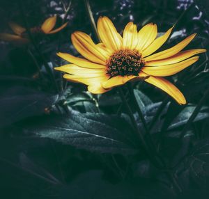 Close-up of yellow flower