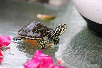 Close-up of butterfly on a flower