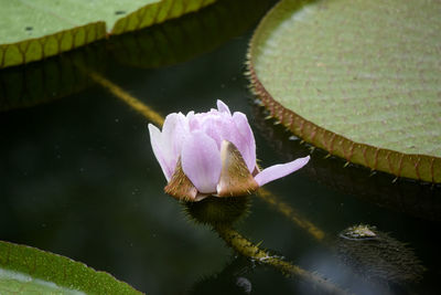 Close-up of water lily in lake