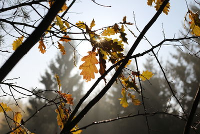 Low angle view of maple leaves on tree against sky