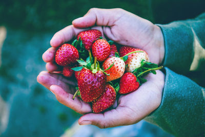 Close-up of hand holding strawberries