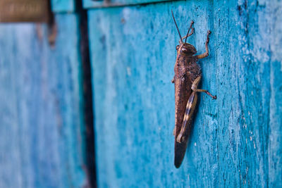 Grasshopper on a blue wooden door