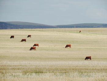 Scenic view of farm against sky