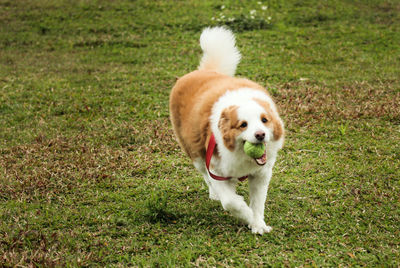 Portrait of dog on grass