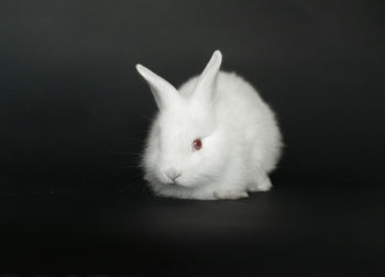 Beautiful white, fluffy baby rabbit playing in green grass