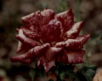 Close-up of pink flowers