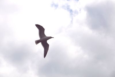 Low angle view of seagull flying against sky