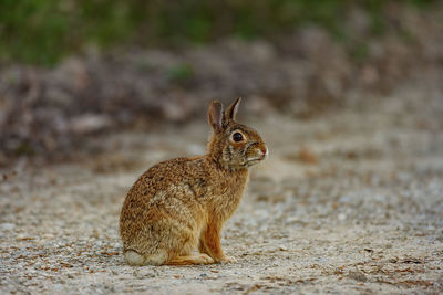 Portrait of rabbit on field